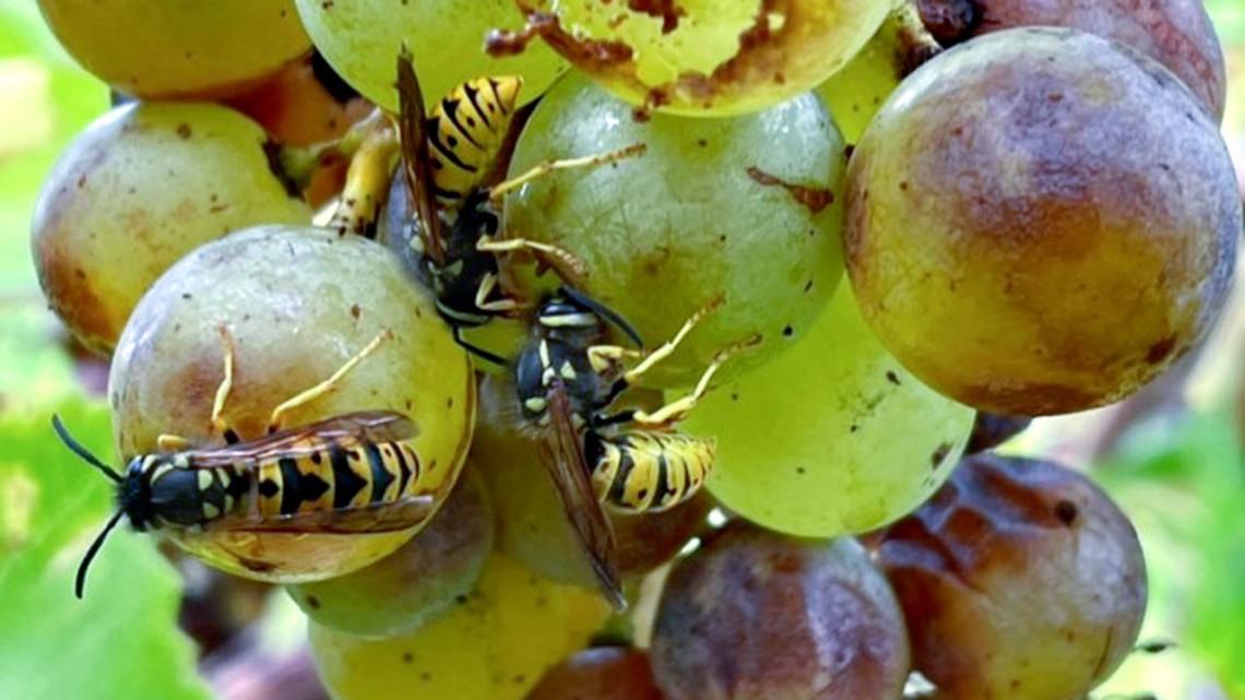 Feeding damage by yellowjackets on a cluster of grapes.