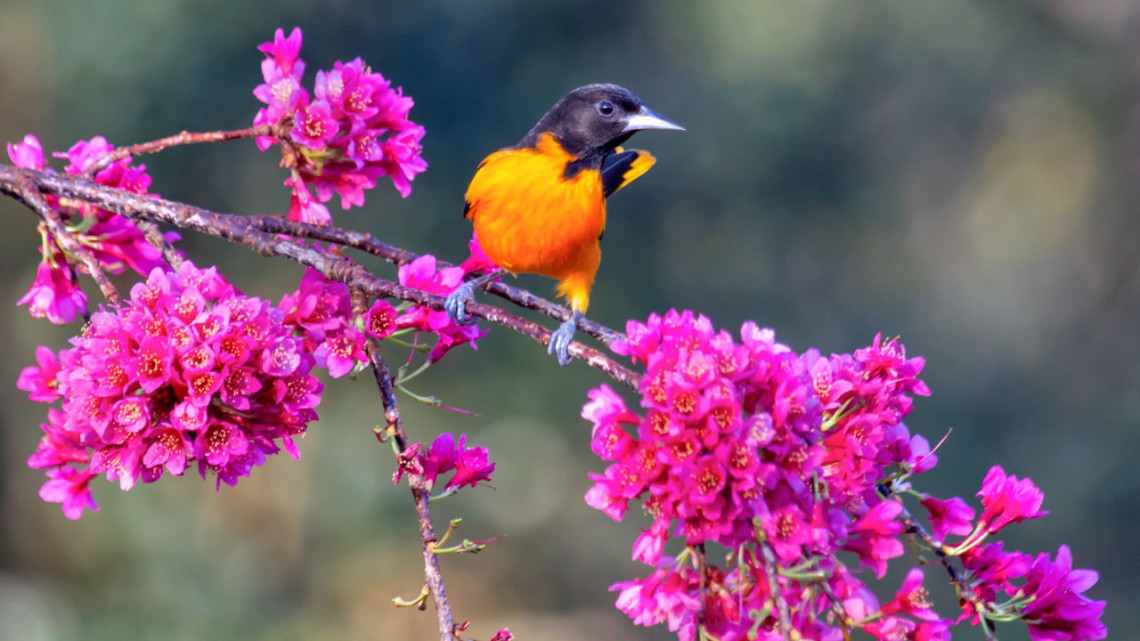 Fifty percent of the world’s Baltimore Oriole population winters in areas of increased suitability for cocaine trafficking.