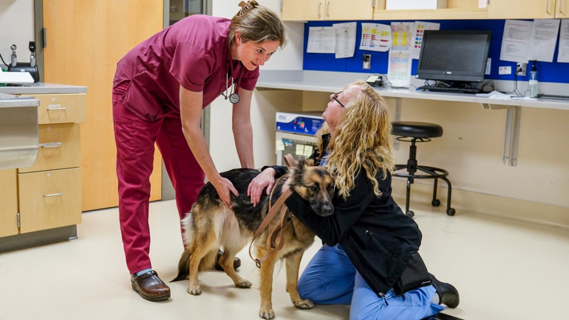 Dr. Casey Cazer, DVM ’16, Ph.D. ’20, assistant professor of clinical sciences in the College of Veterinary Medicine and co-author of the study, teaches a student while examining a German shepherd.