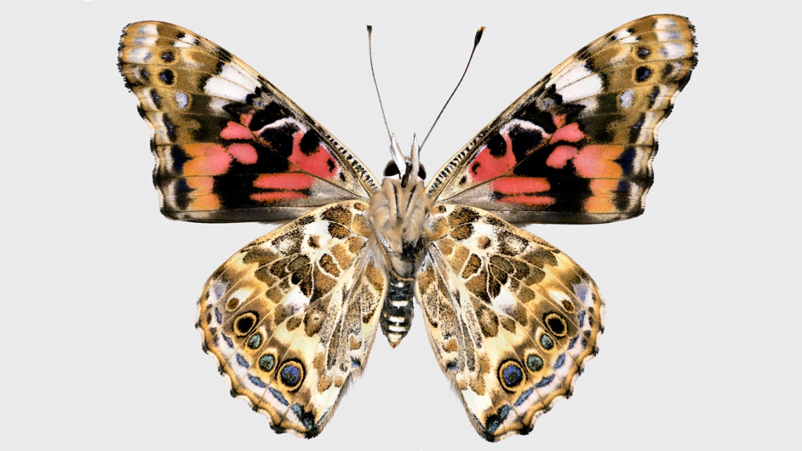 Wings of the painted lady butterfly