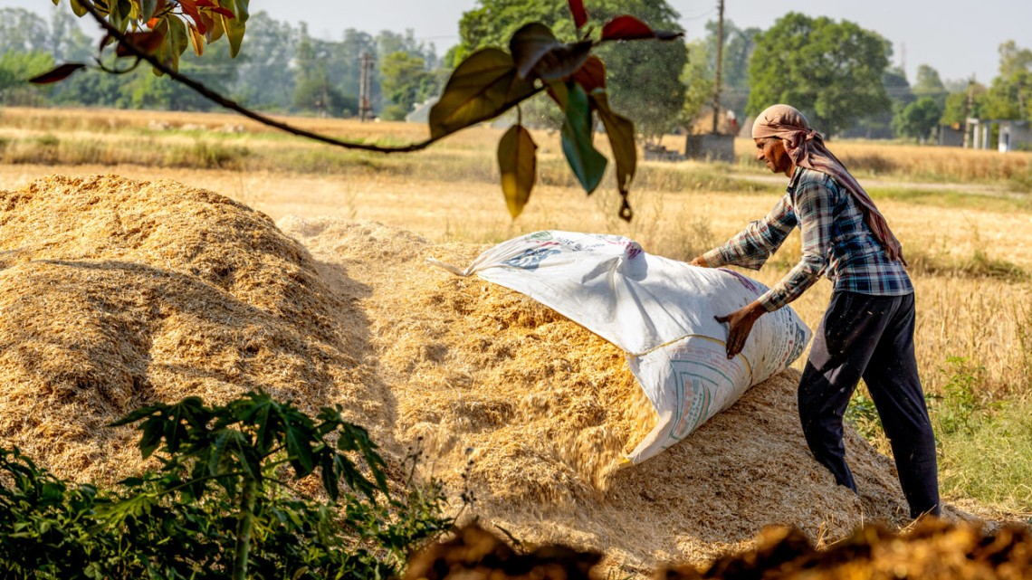 A farm laborer collects wheat crop residue at a farm in Haryana, India.