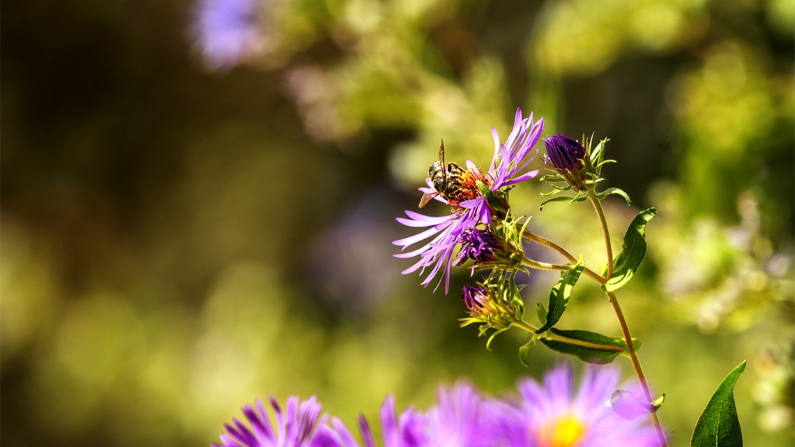 A pollinator visits Minns Gardens