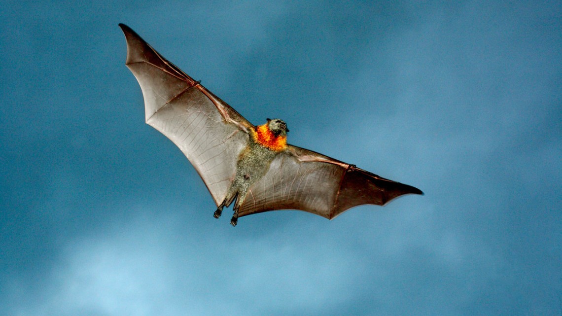 Flying fox bat