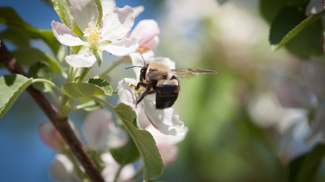 Honey bee on a spring flower