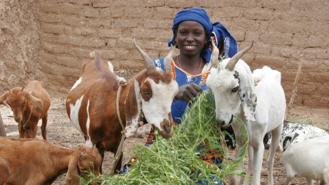 Niger citizen with goats