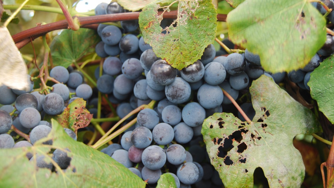 Cornell projects support Concord grape growers in New York Cornell