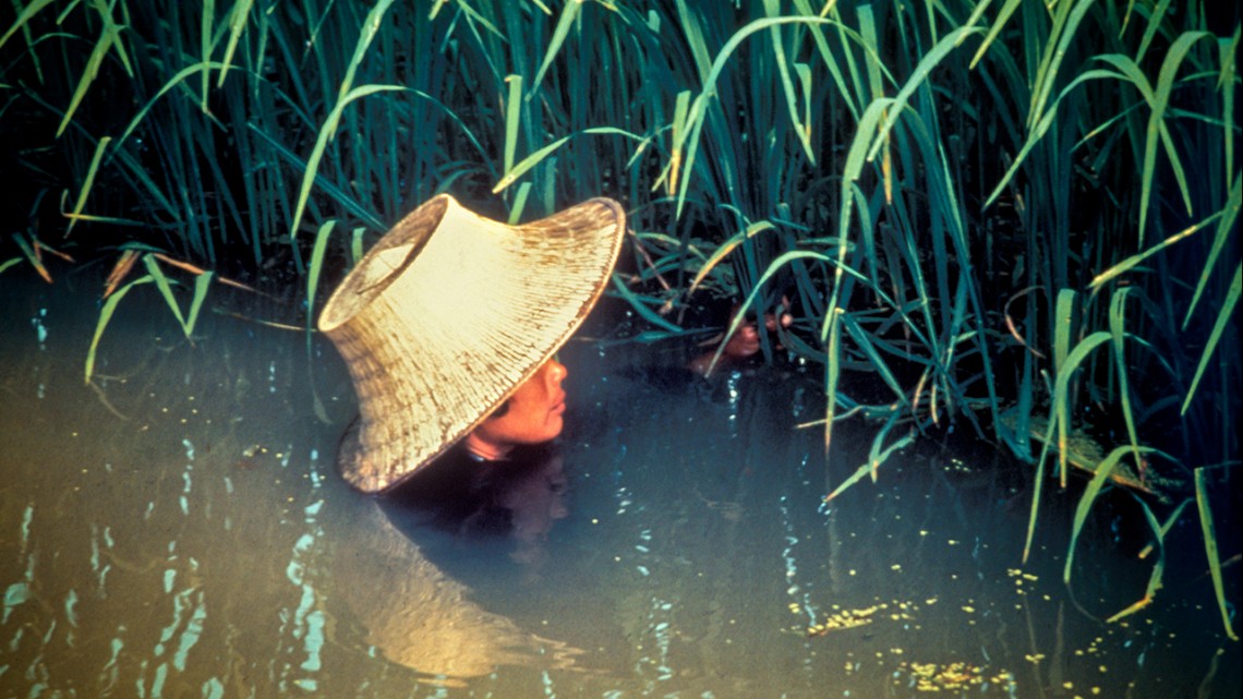 rice in deep water