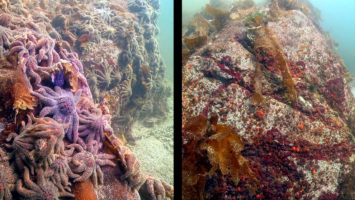 sea stars before and after