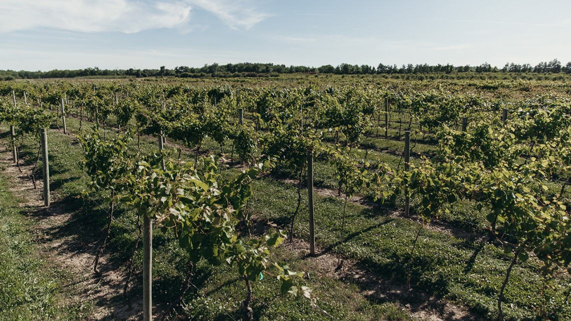 AgriTech vineyard
