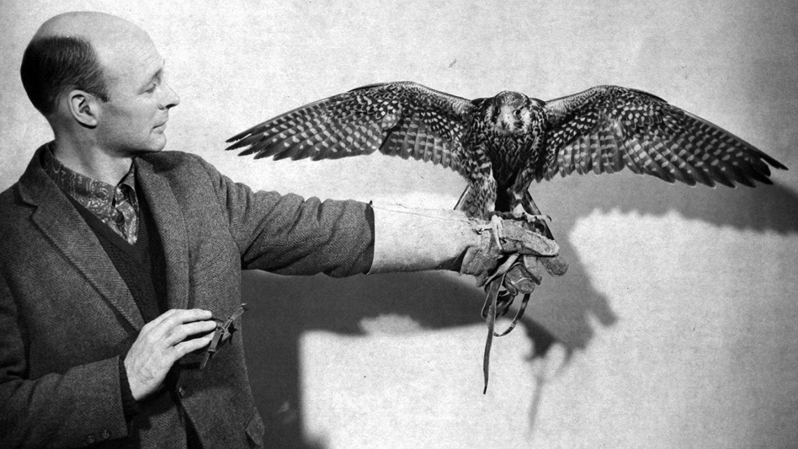 Tom Cade and peregrine falcon