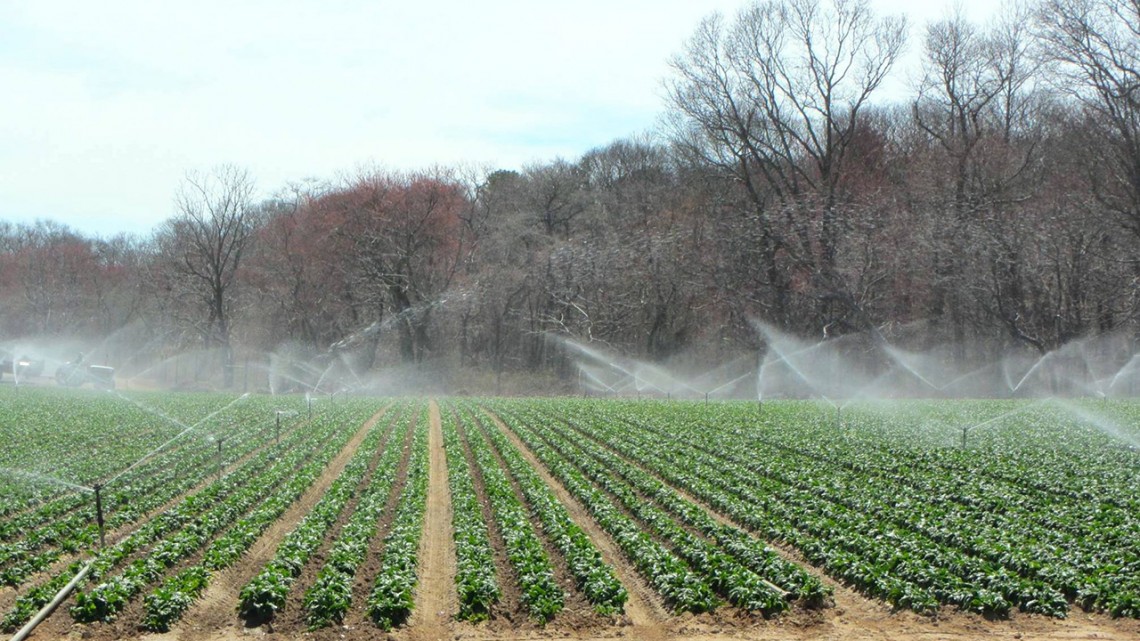 Sprays of water irrigate leafy greens overhead on a Long Island farm