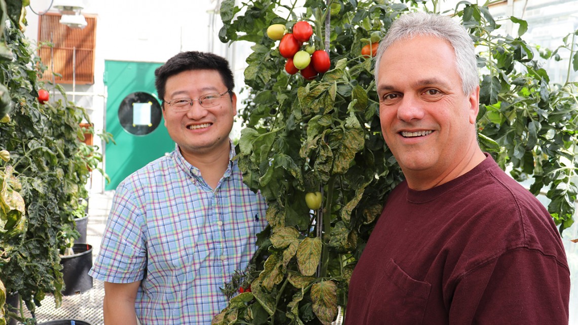 Zhangjun Fei and James Giovannoni pictured in a greenhouse