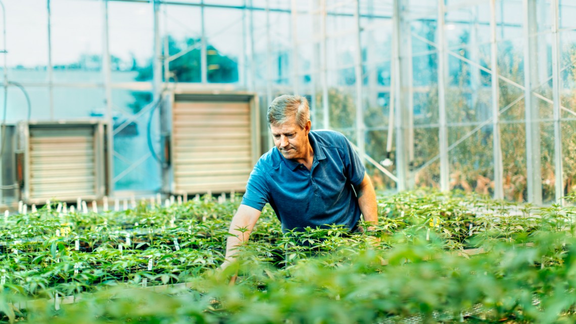 Professor Larry Smart in a greenhouse