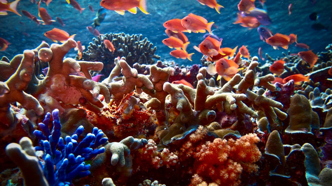 Disease trends in sea creatures herald oceanic changes | Cornell Chronicle