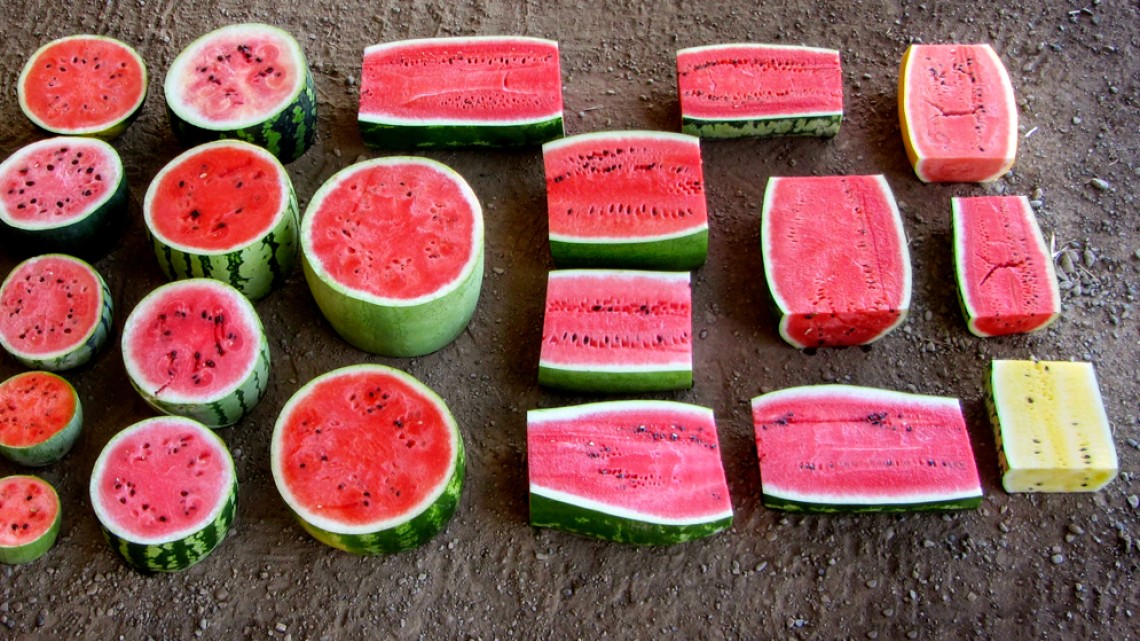 New genomic analysis may lead to improved watermelon | Cornell Chronicle