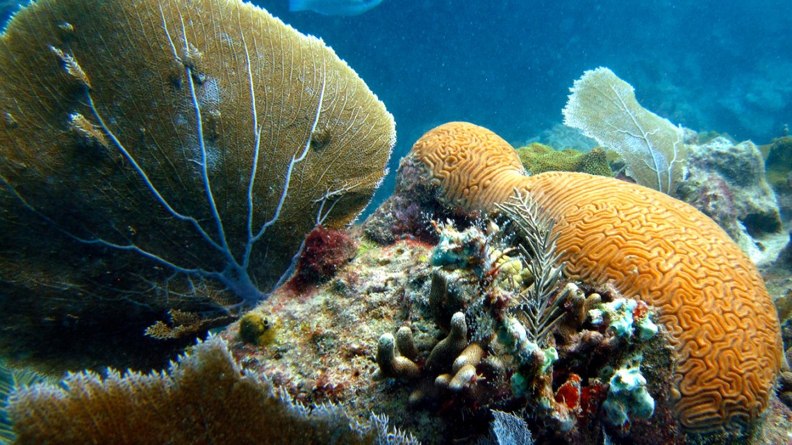 New Danger for Corals in Warming Oceans: Metal Pollution