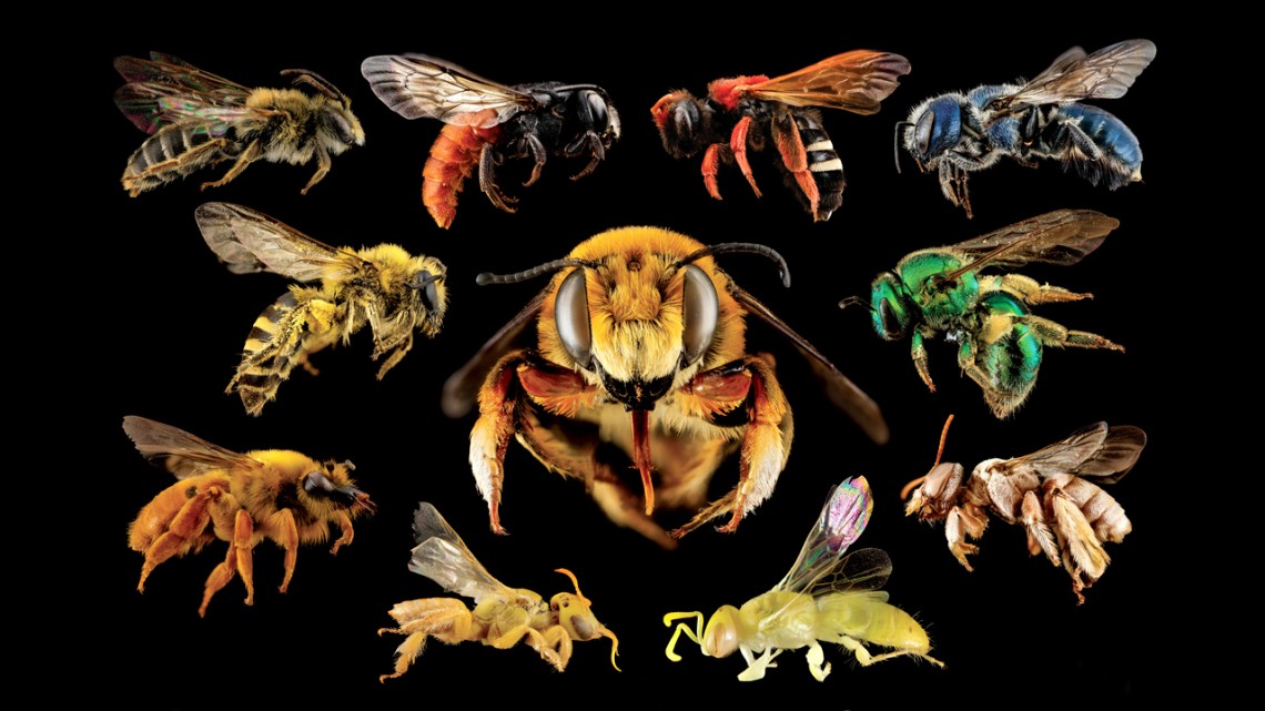 Bee exhibit creates buzz at Museum of the Earth | Cornell Chronicle