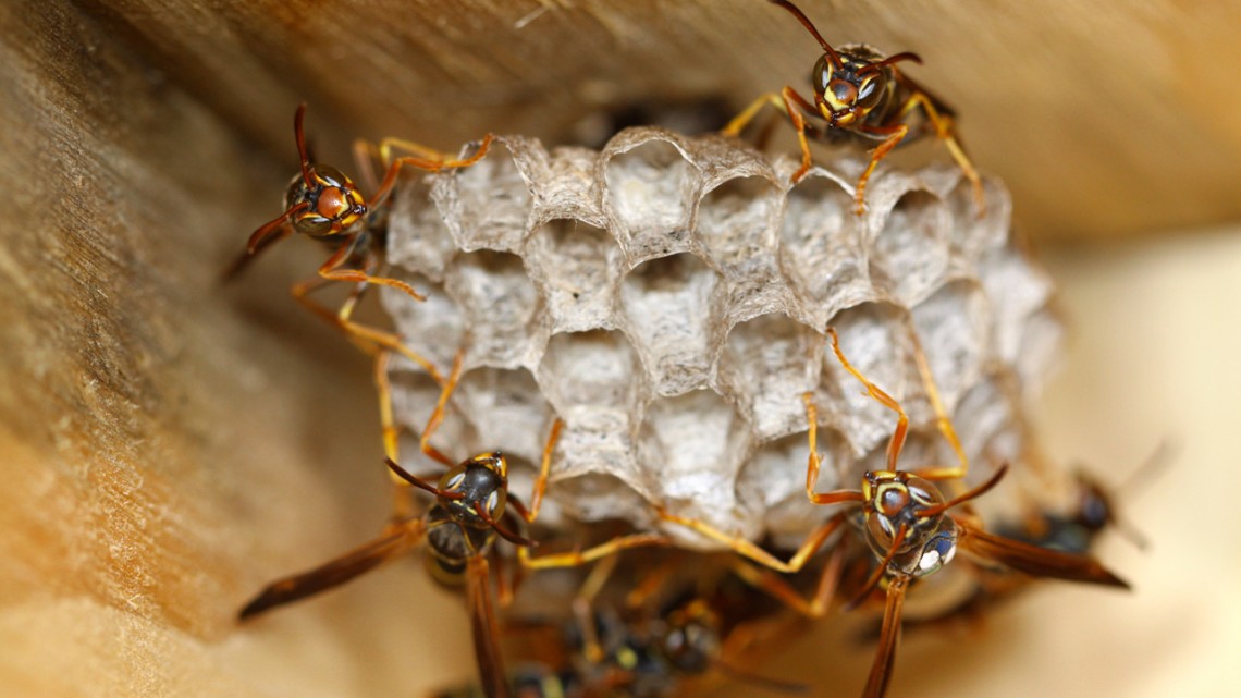 Paper wasps rapidly evolved ability to identify faces | Cornell Chronicle