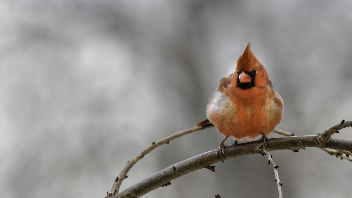 northern cardinal on a branch