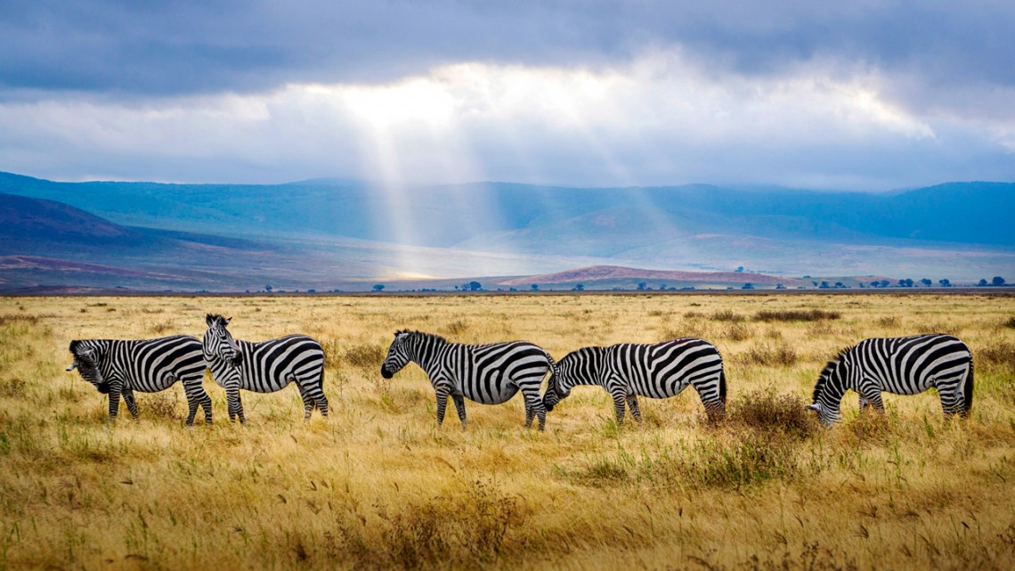 zebras migrating