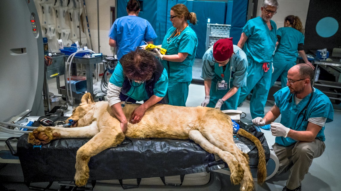 Newswise: Lioness’ surgery at Cornell is roaring success