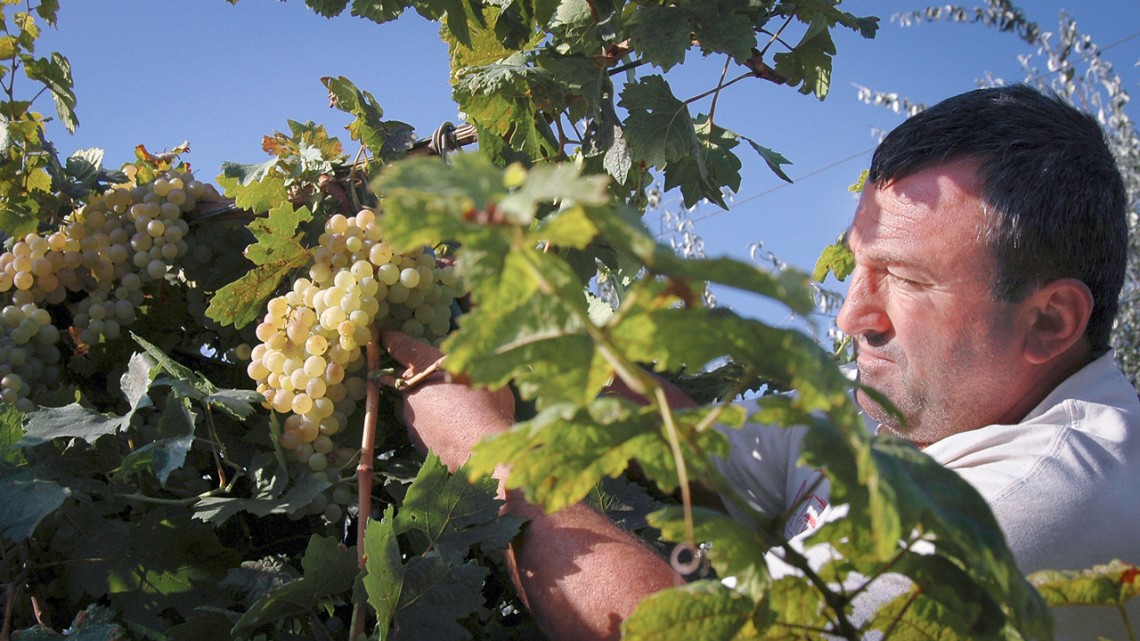 Armenian grape farmer