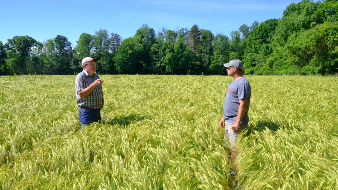Newswise: With new barley variety, Cornell leads way for NYS brewers