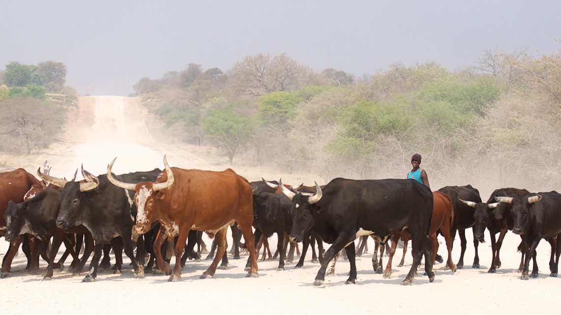 Zambezi cattle