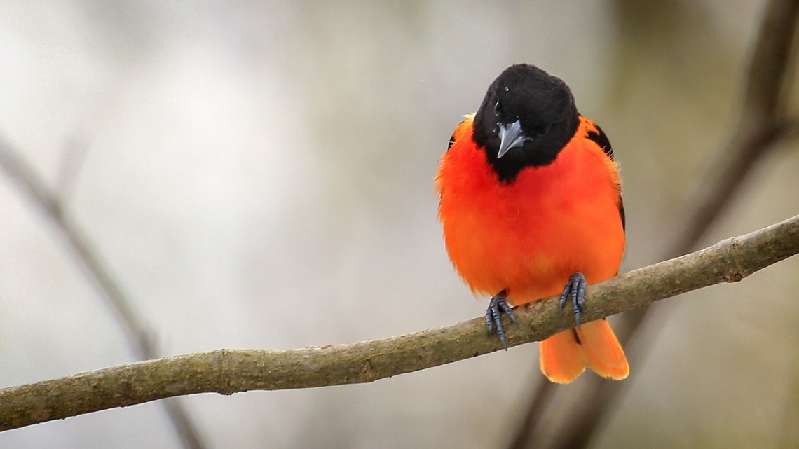 oriole on a branch