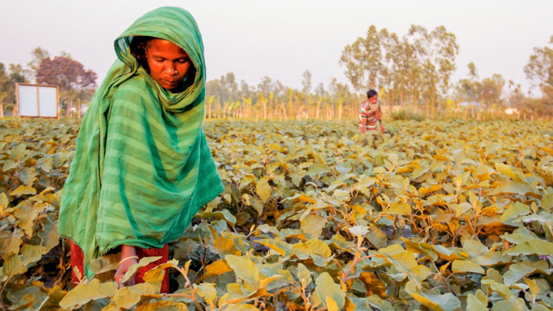Bangladeshi farmer