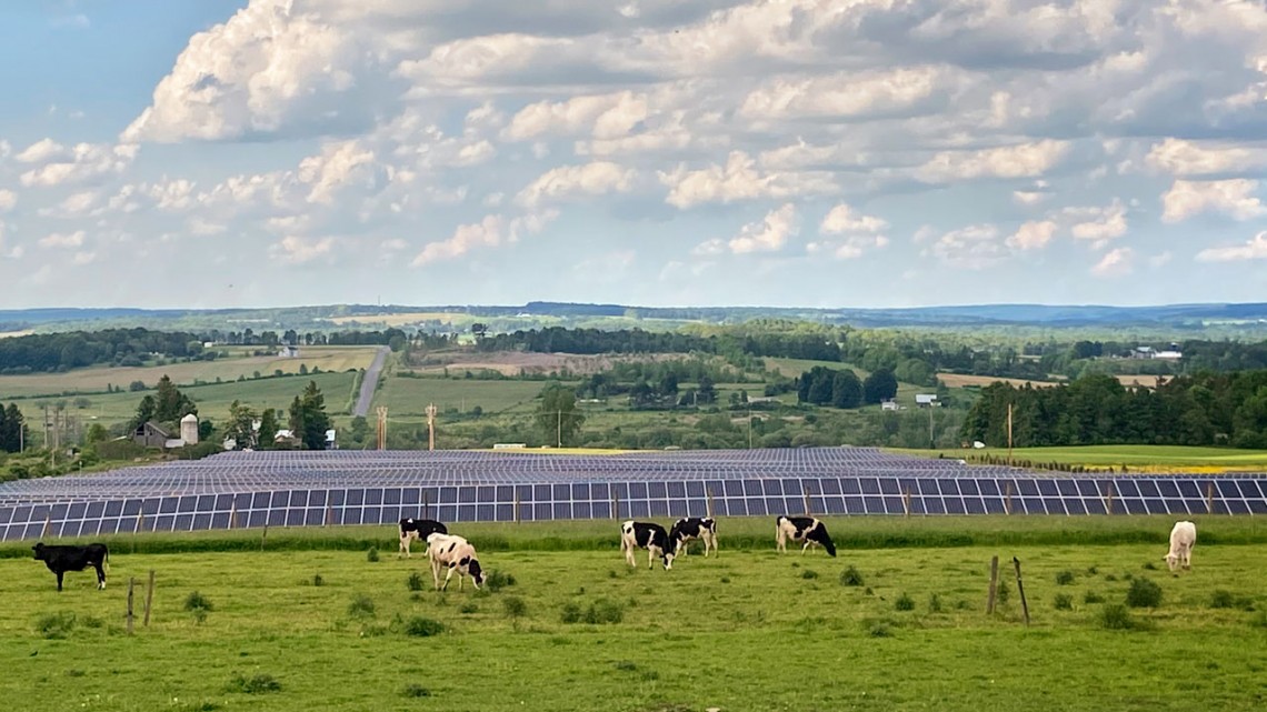 solar farm with cows