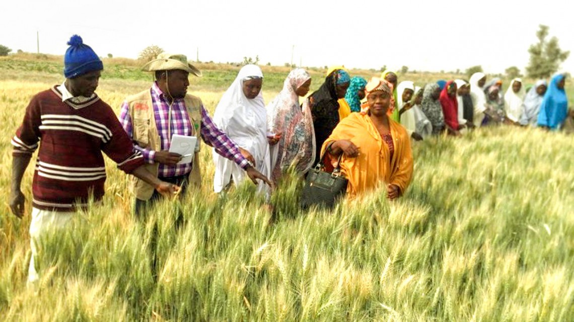 Farmers review wheat varieties in Hadejia, Jigawa State, Nigeria