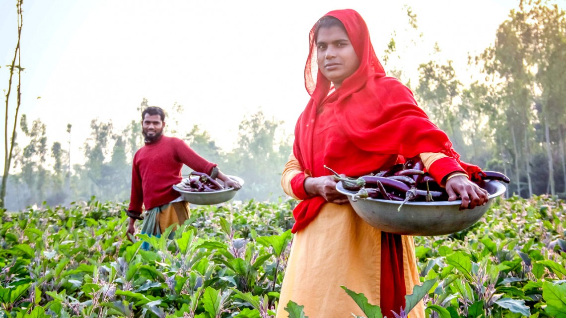 Small scale farmers in Bangladesh harvest eggplant