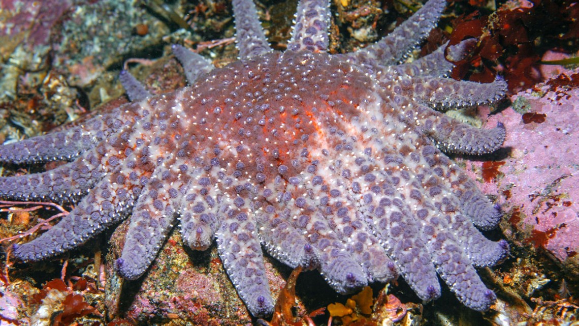 sunflower sea star