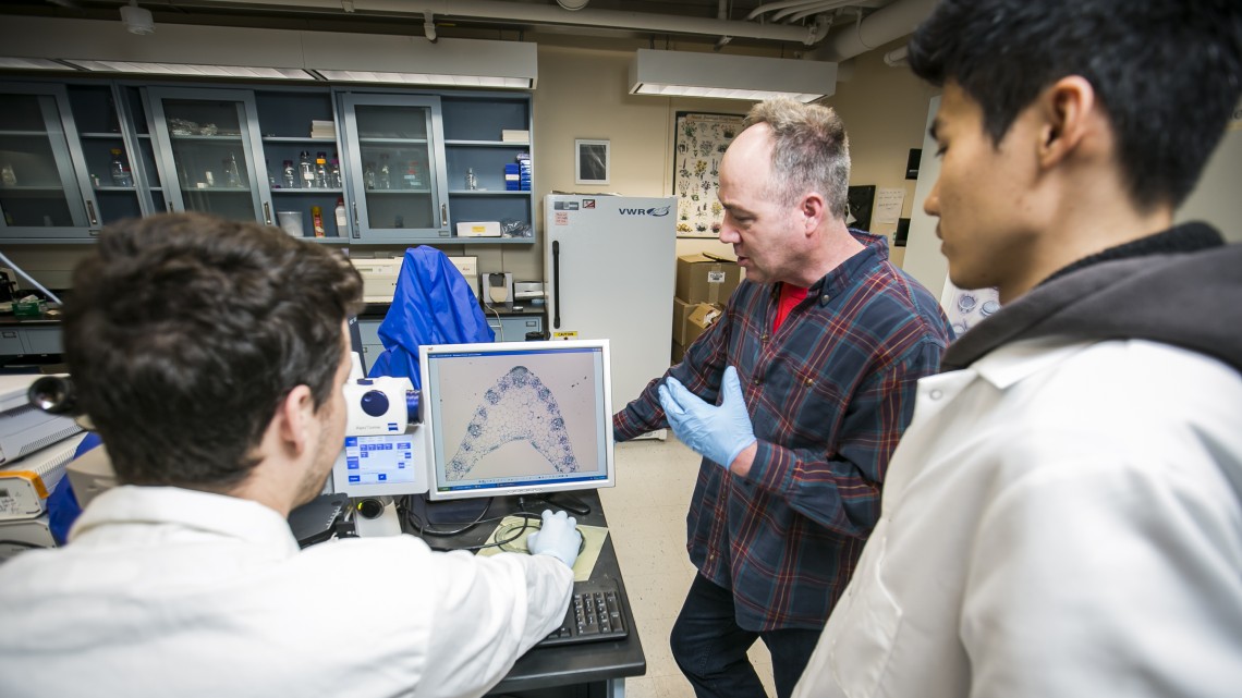 Three male researchers look at maize tissue on a computer
