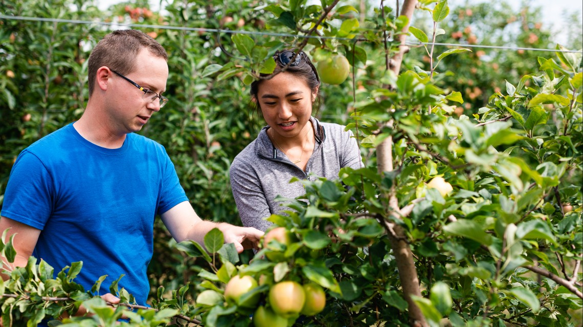 a male and female graduate student look at apple trees