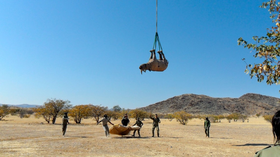 Rhino being transferred