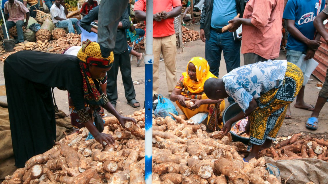 Newswise: Gift supports Cornell’s Tanzanian cassava efforts