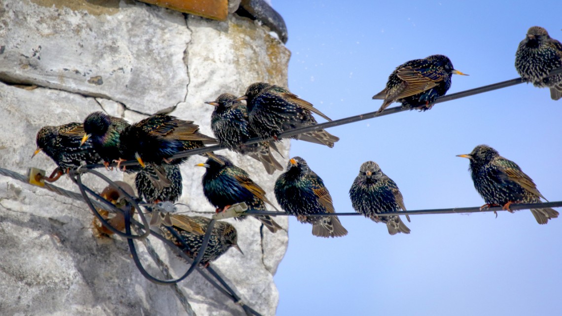 A gathering of European Starlings.