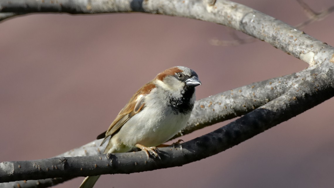Newswise: Study Finds Even the Common House Sparrow is Declining
