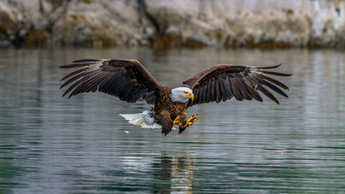 Bald Eagle landing on water