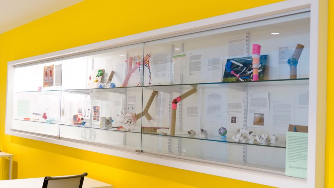A white display case against a yellow wall in a hallway at Cornell Vet. It's displaying various homemade anatomy models created by students.