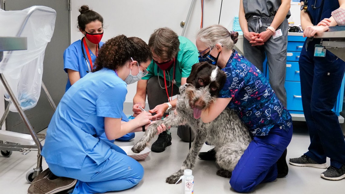 Newswise: Doggy Donors, Students Help Expand Animal Blood Bank