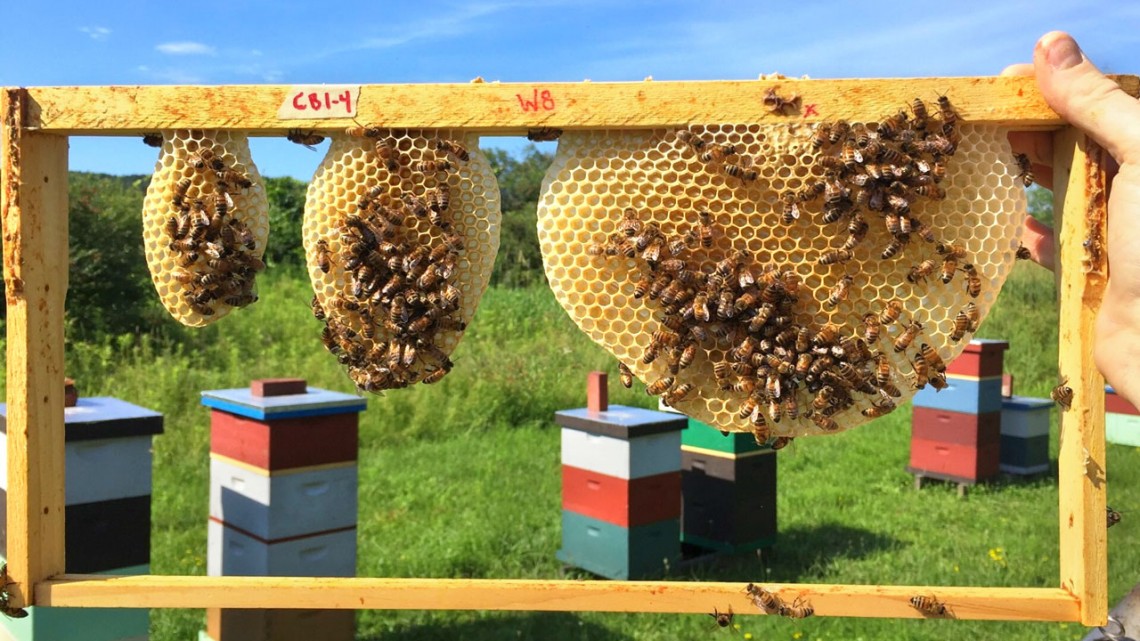 Bee honeycomb outlet