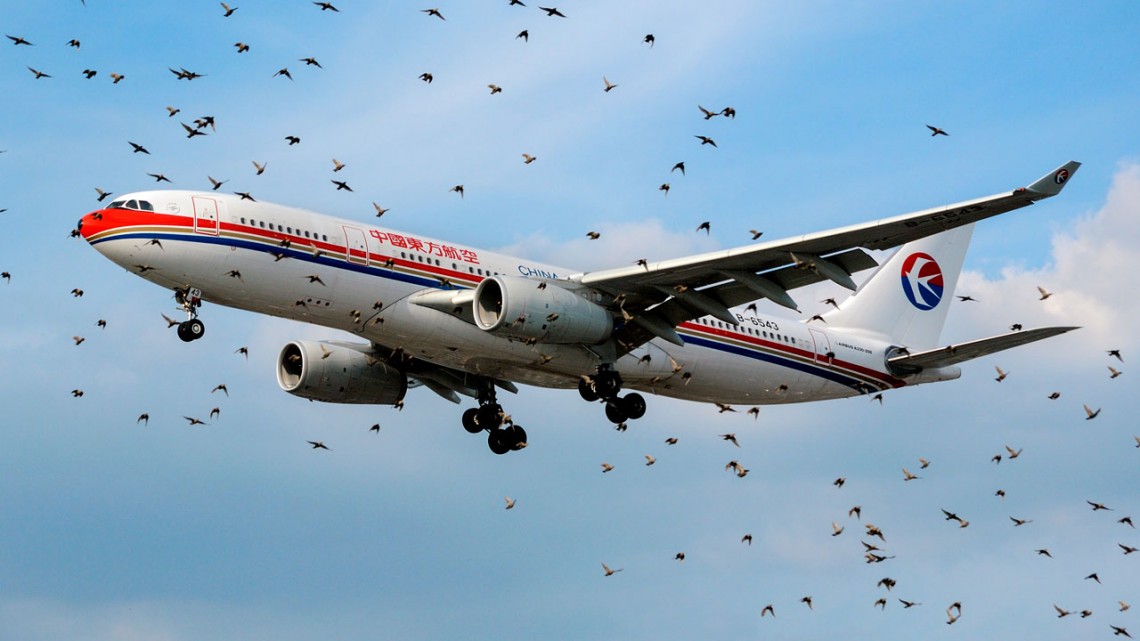 Birds surrounding airplane