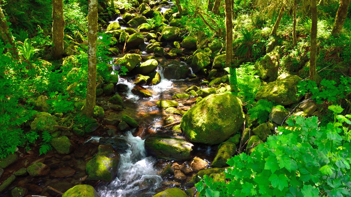 tree-lined rocky creek demonstrates verdant woodland growth 
