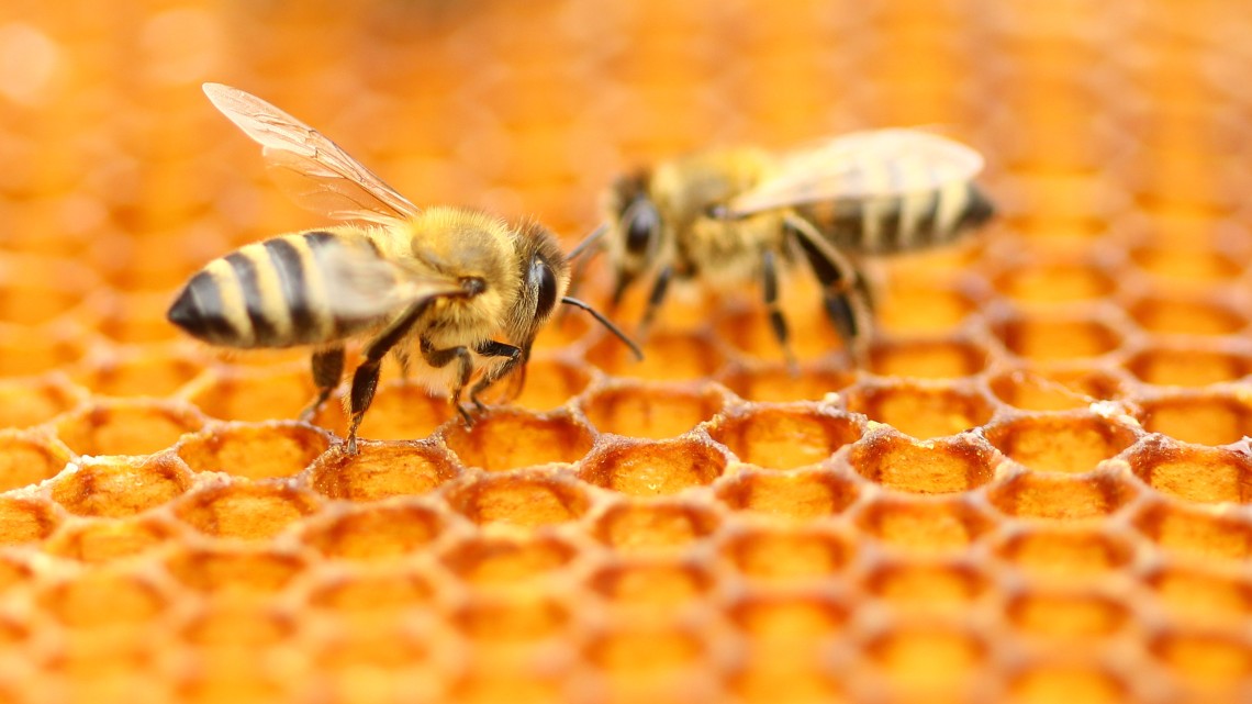 Two bees on a honeycomb