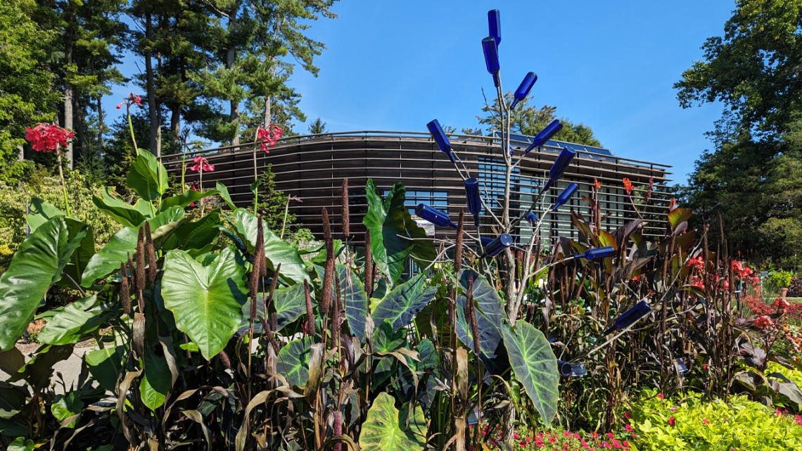 Plants and blue bottles on a dead tree in front of a building
