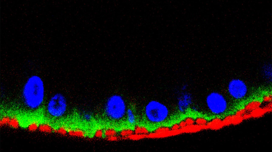 Viral spike proteins are transported to the basal (bottom) region of Drosophila midgut epithelial cells by host cell trafficking machinery. The image shows viral proteins (green), smooth muscle (red) and DNA (blue) in cell nuclei.