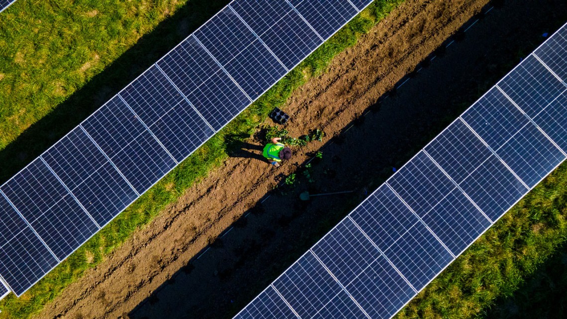 Cornell graduate student Dana Russell plants strawberries in early September at a commercial solar farm in Ravena.